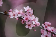 Spring Season In Kashmir