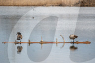 Wildlife At The Fernald Nature Preserve