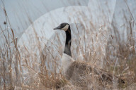 Wildlife At The Fernald Nature Preserve