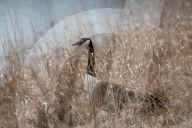 Wildlife At The Fernald Nature Preserve