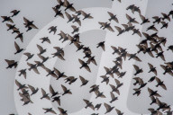 Wildlife At The Fernald Nature Preserve