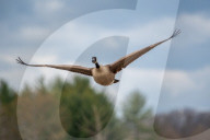 Wildlife At The Fernald Nature Preserve
