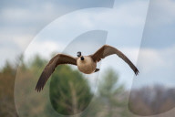 Wildlife At The Fernald Nature Preserve