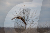 Wildlife At The Fernald Nature Preserve
