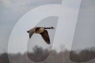 Wildlife At The Fernald Nature Preserve