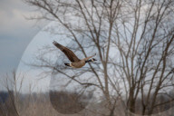 Wildlife At The Fernald Nature Preserve