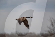Wildlife At The Fernald Nature Preserve