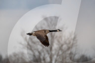 Wildlife At The Fernald Nature Preserve