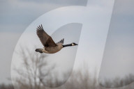 Wildlife At The Fernald Nature Preserve