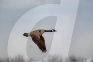 Wildlife At The Fernald Nature Preserve