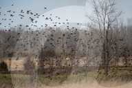 Wildlife At The Fernald Nature Preserve