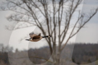 Wildlife At The Fernald Nature Preserve