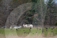 Wildlife At The Fernald Nature Preserve
