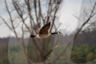 Wildlife At The Fernald Nature Preserve