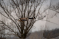 Wildlife At The Fernald Nature Preserve
