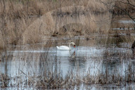 Wildlife At The Fernald Nature Preserve