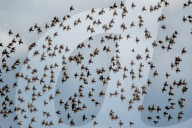 Wildlife At The Fernald Nature Preserve