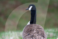 Wildlife At The Fernald Nature Preserve