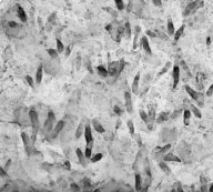 Boulder reveals huge concentration of dinosaur footprints 