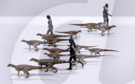 Boulder reveals huge concentration of dinosaur footprints 