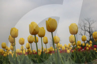 Asia's Largest Tulip Garden Opens In Kashmir