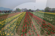 Asia's Largest Tulip Garden Opens In Kashmir