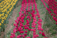 Asia's Largest Tulip Garden Opens In Kashmir