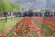 Asia's Largest Tulip Garden Opens In Kashmir