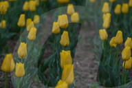 Asia's Largest Tulip Garden Opens In Kashmir