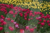 Asia's Largest Tulip Garden Opens In Kashmir
