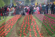 Asia's Largest Tulip Garden Opens In Kashmir
