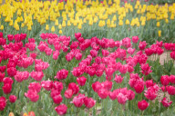 Asia's Largest Tulip Garden Opens In Kashmir