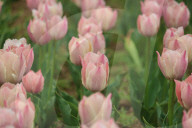 Asia's Largest Tulip Garden Opens In Kashmir