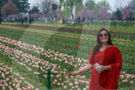 Asia's Largest Tulip Garden Opens In Kashmir