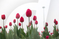 Asia's Largest Tulip Garden Opens In Kashmir