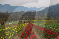 Asia's Largest Tulip Garden Opens In Kashmir