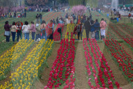Asia's Largest Tulip Garden Opens In Kashmir