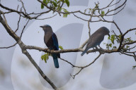India Wildlife