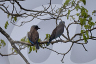 India Wildlife
