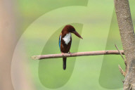 India Wildlife