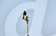 India Wildlife Bird