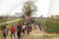 Tulip Garden Opens In Srinagar 