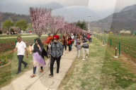 Tulip Garden Opens In Srinagar 