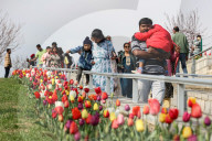 Tulip Garden Opens In Srinagar 