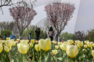 Tulip Garden Opens In Srinagar 