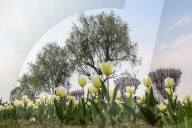 Tulip Garden Opens In Srinagar 