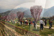 Tulip Garden Opens In Srinagar 