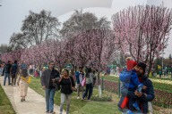 Tulip Garden Opens In Srinagar 