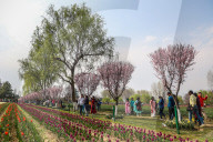 Tulip Garden Opens In Srinagar 