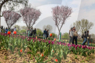 Tulip Garden Opens In Srinagar 